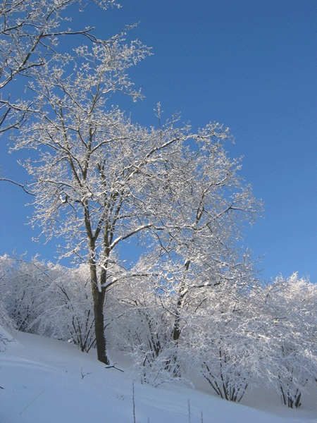 Neve e alberi