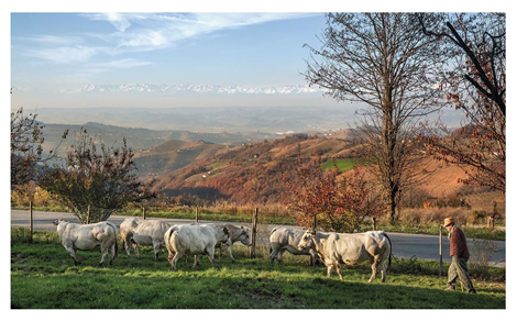 ALLEVAMENTI DI RAZZA PIEMONTESE IN BENEVELLO